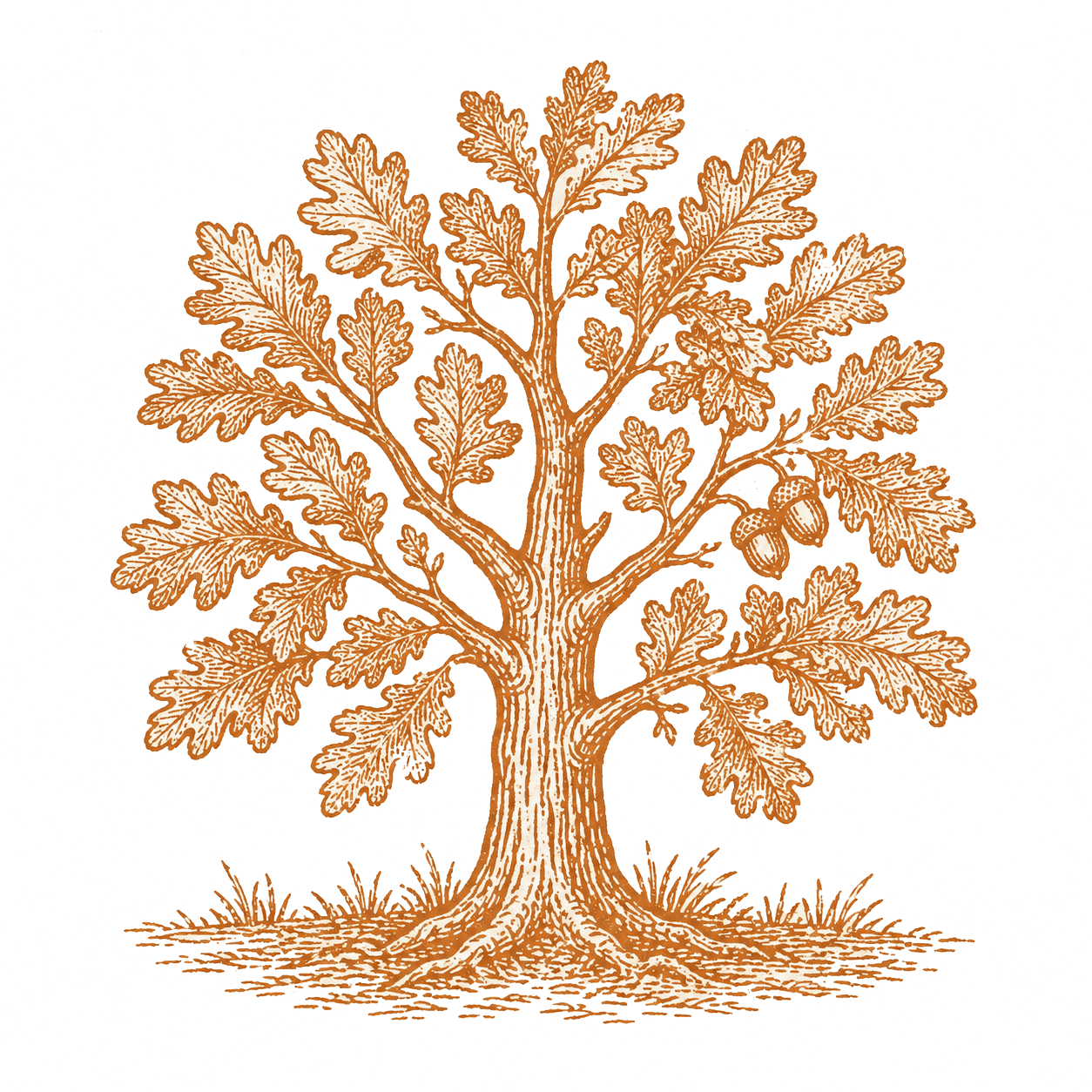 Oak tree